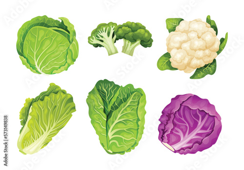 Set of cabbage in different types isolated on white. Vector illustration 