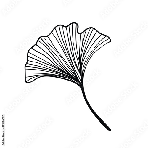 Ginkgo biloba leaves sketch. Decorative sceleton leaf. Vector hand drawn illustration. Minimal linear style
