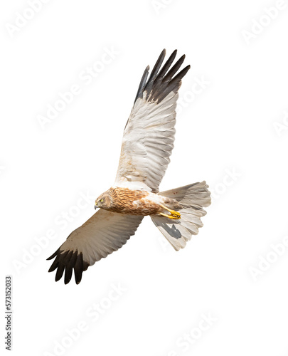 western marsh harrier (Circus aeruginosus) bird of prey in flight, white background © Petr
