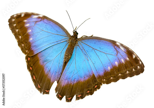 Canvas Print fluorescent bright blue morpho butterfly sitting isolated