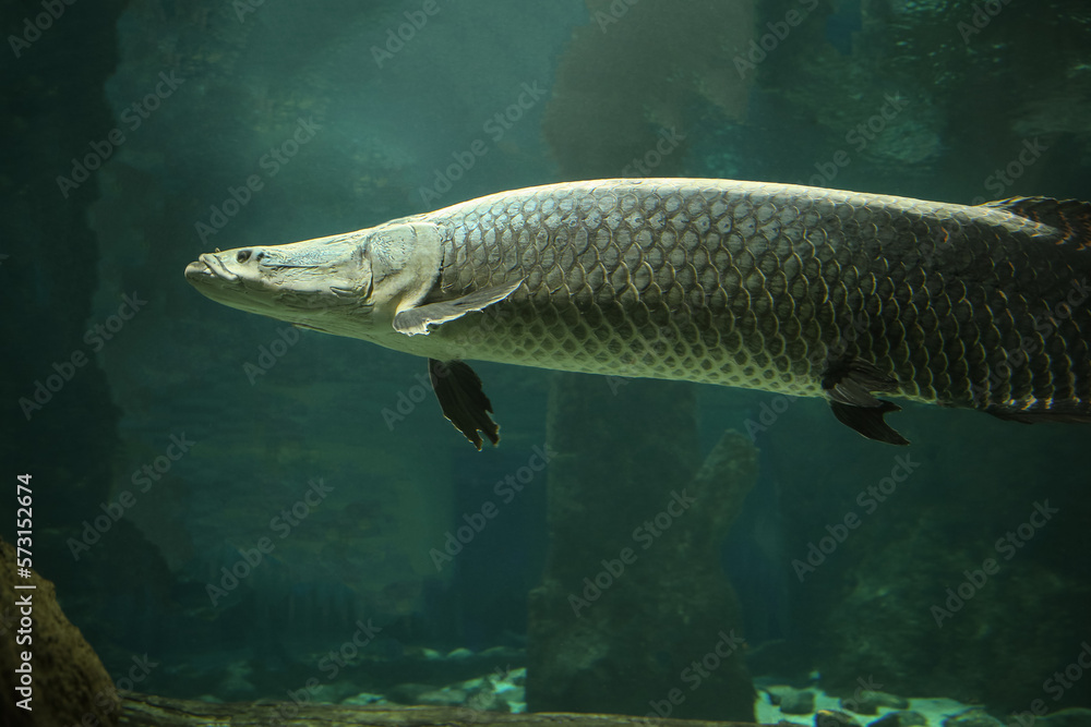 Fototapeta premium Fish under water. Arapaima fish - Pirarucu Arapaima gigas one largest freshwater fish. Fish in the aquarium behind glass.