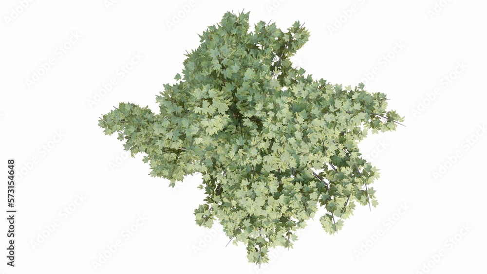 Obraz premium 3D Top view Green Trees Isolated on white background, use for visualization in graphic design.