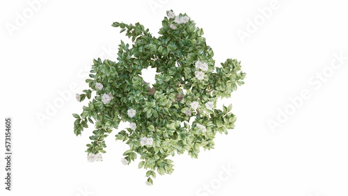 3D Top view Green Trees Isolated on white background  use for visualization in graphic design. 