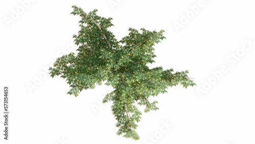 3D Top view Green Trees Isolated on white background  use for visualization in graphic design. 