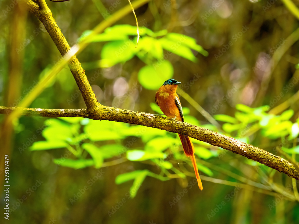 Malagasy Paradise Flycatcher, Terpsiphone mutata, perched on a tree stump. Isalo National Park. the wild nature of Madagascar. Malagasy Paradise Flycatcher, Terpsiphone mutata, perched on a tree stump. Isalo National Park. the wild nature of Madagascar.