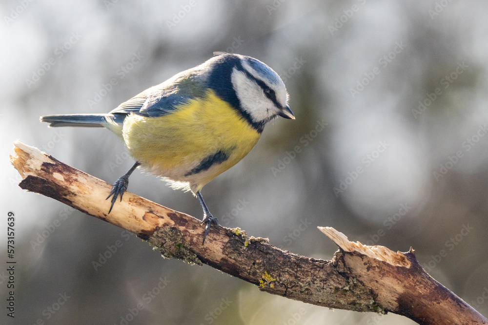 Obraz premium Blaumeise&nbsp;(Cyanistes caeruleu)