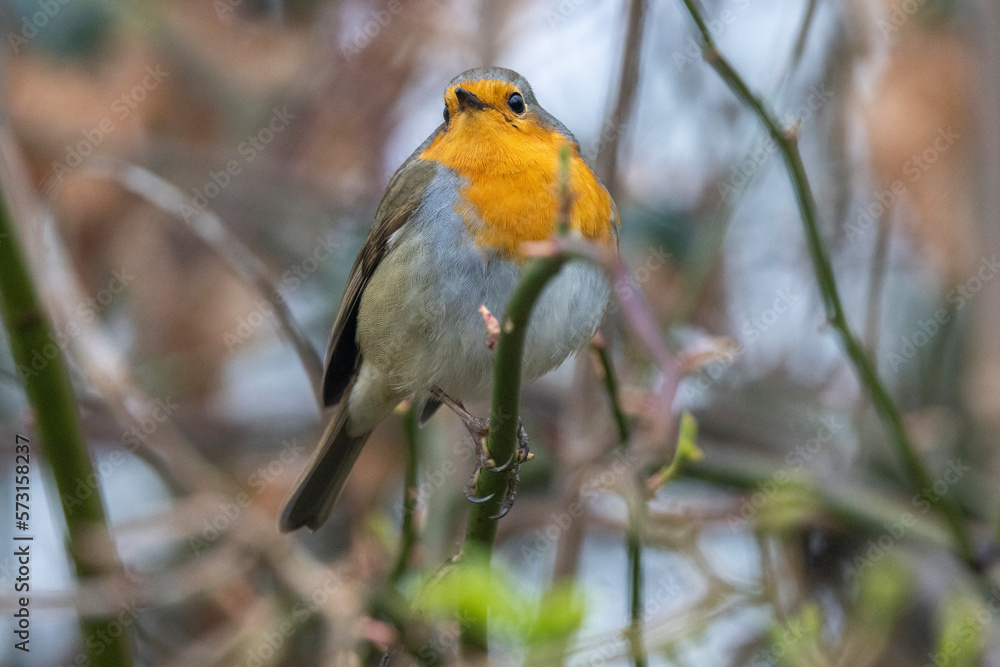 Naklejka premium Rotkehlchen&nbsp;(Erithacus rubecula)