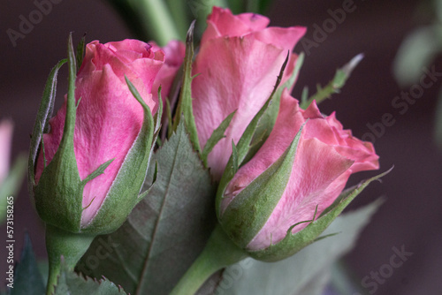 Beautiful pink pastel roses in spring