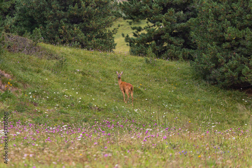 Fototapeta Naklejka Na Ścianę i Meble -  Deer among the trees, Dolomites mountains, summer
