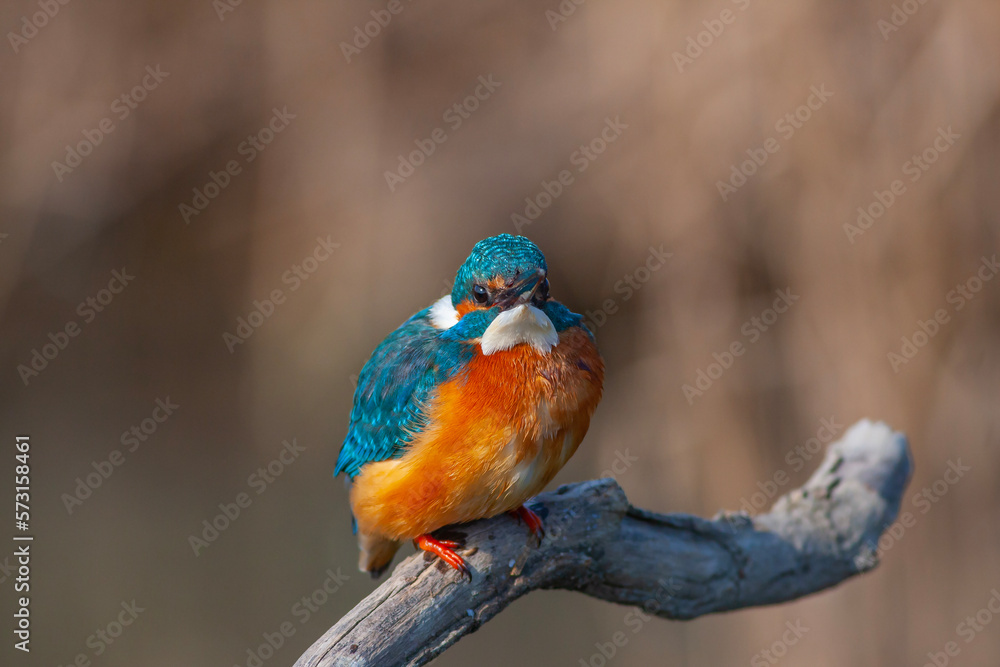 colorful bird spying on its prey on dry branch,Common Kingfisher, Alcedo atthis colorful bird spying on its prey on dry branch,Common Kingfisher, Alcedo atthis
