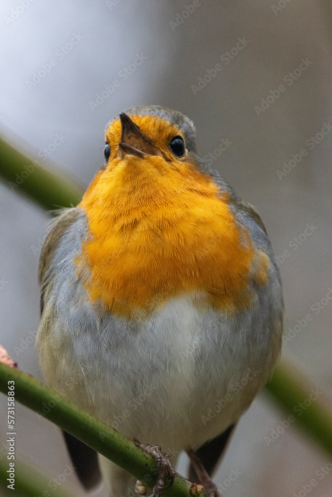 Obraz premium Rotkehlchen&nbsp;(Erithacus rubecula)