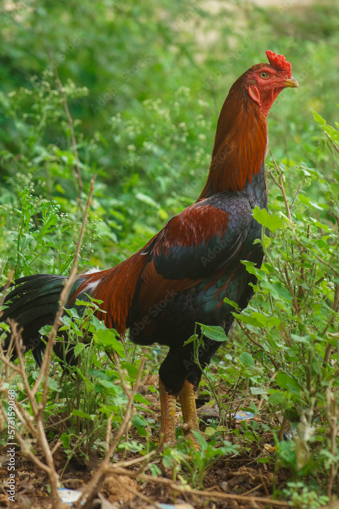 Fototapeta premium cock
