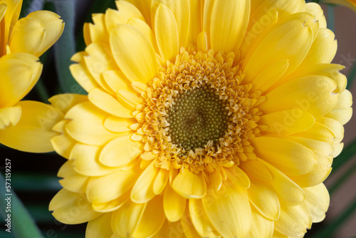 Yellow gerberas on international womens day