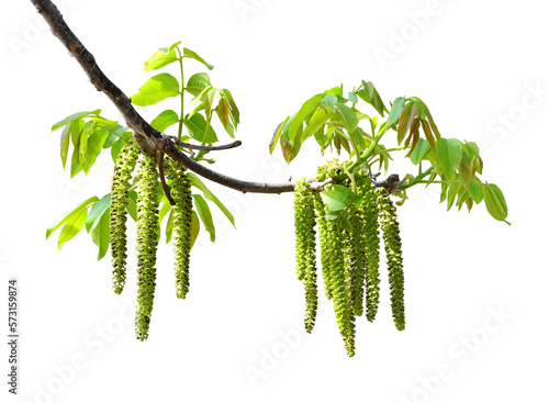 Walnut blooms. Branch with young leaves and male flowers isolated on transparent background.
