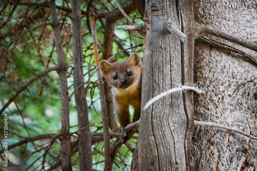 Pine Marten On The Branch Of A Tree Chicago Basin photo