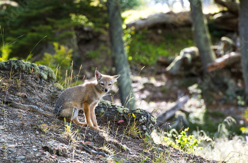 South American gray fox (Lycalopex griseus) in Ushuaia, Tierra del Fuego Province, Argentina photo