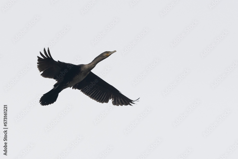 Fototapeta premium Kormoran&nbsp;(Phalacrocorax carbo)