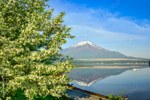山中湖から富士山とハナミズキ