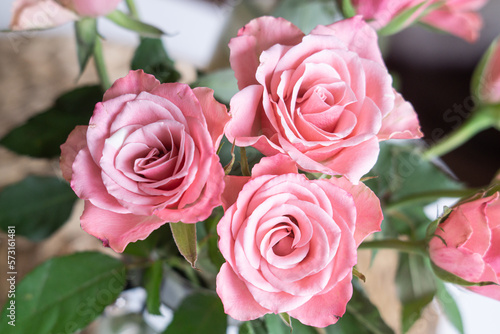 Beautiful pink pastel roses in spring