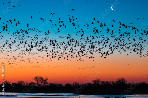 Flock of sandhill crane (Antigone canadensis) birds at sunset, Platte River, Kearney, Nebraska, USA photo
