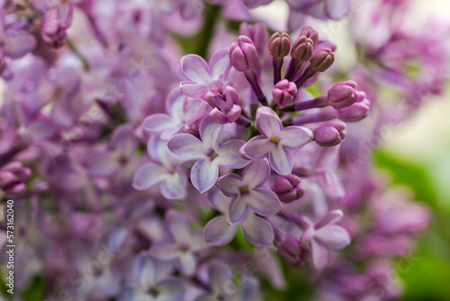 Part of purple lilac inflorescence, close-up in selective focus © An-T