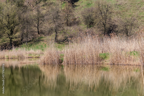 Dry reeds on lake shore against the hillside in springtime