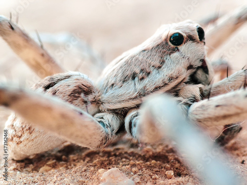 A Macro View of a Striking Spider