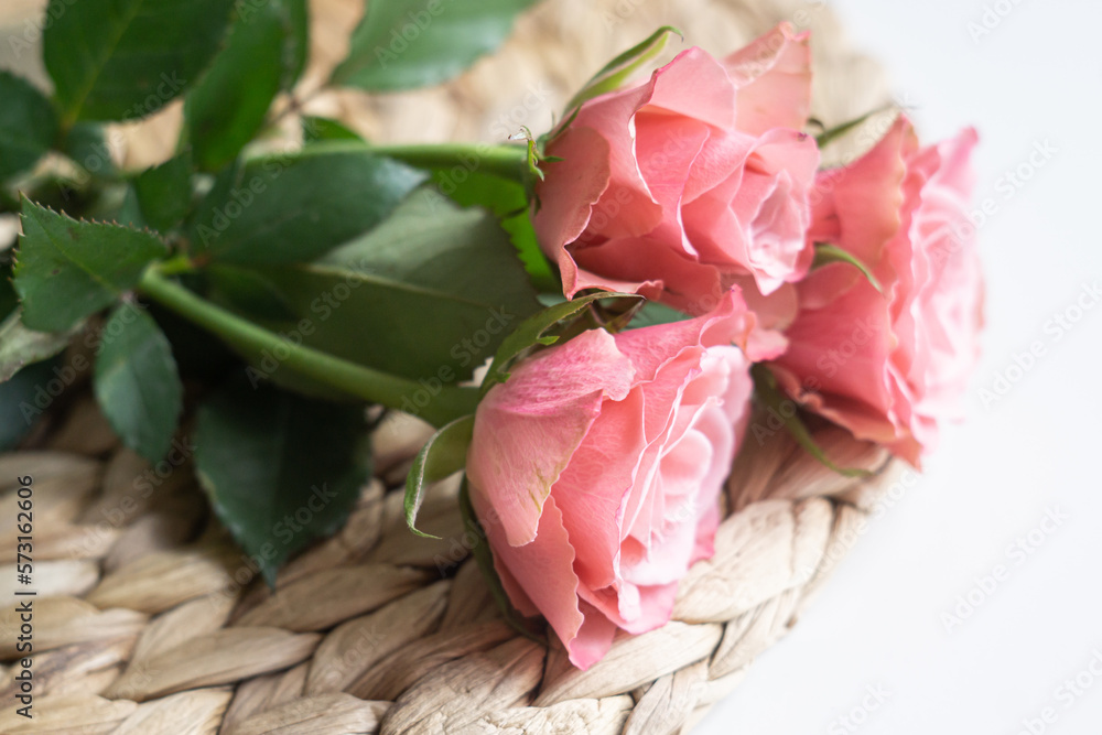 Beautiful pink pastel roses in spring Beautiful pink pastel roses in spring