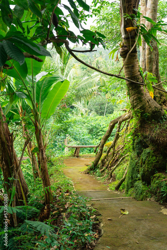 Jungle in Pulina Coffee Plantation  Bali Indonesia