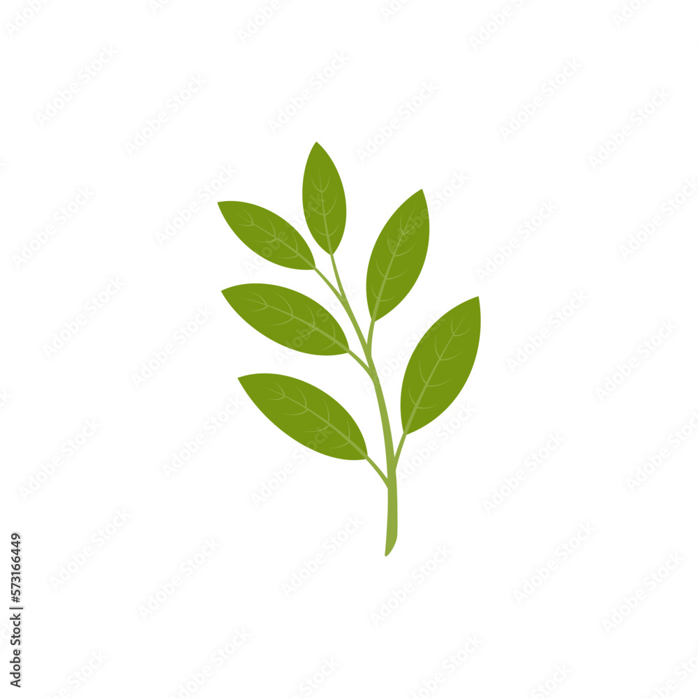 Bay leaves isolated on white background. Vector illustration. Flat style. Bay leaves isolated on white background. Vector illustration. Flat style.