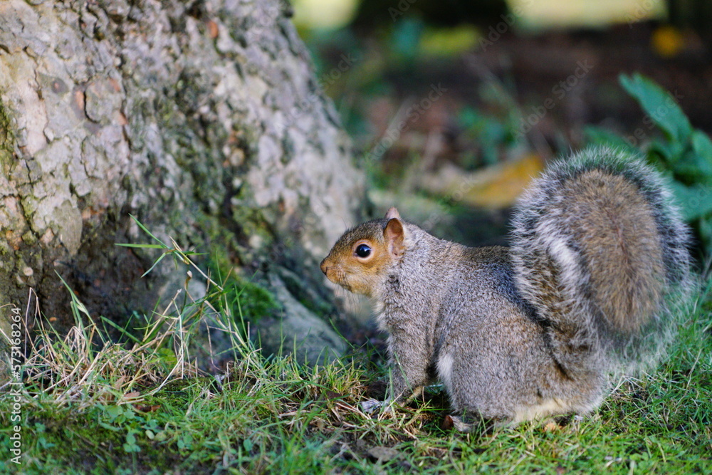Fototapeta premium squirrel in the park