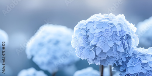 Beautiful dried hydrangea flowers with white frost	
