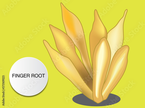 finger root is an ingredient for Thai food and also a medicinal and culinary herb