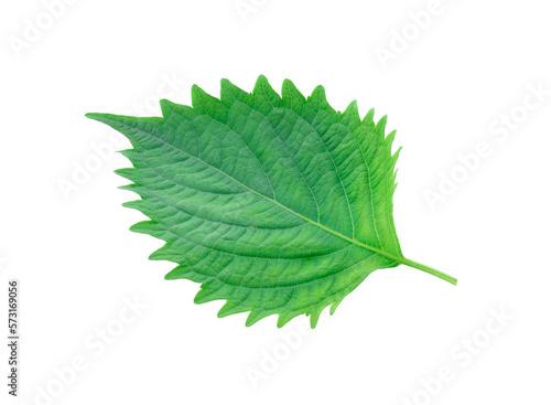 shiso isolated ontransparent png