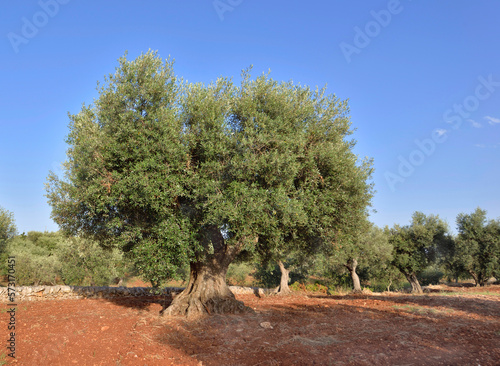 big old olive tree  in a field in red soil  in puglia in italy under blue sky