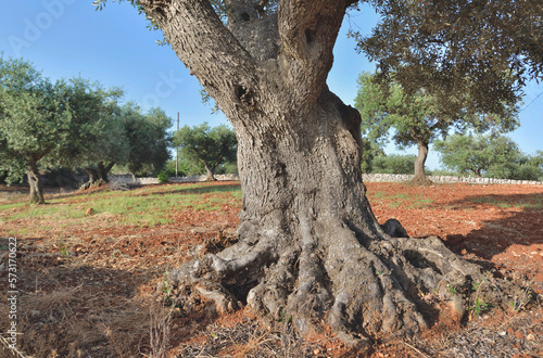 closeup on trunk of big old olive tree  in a field in red soil  in puglia in ...