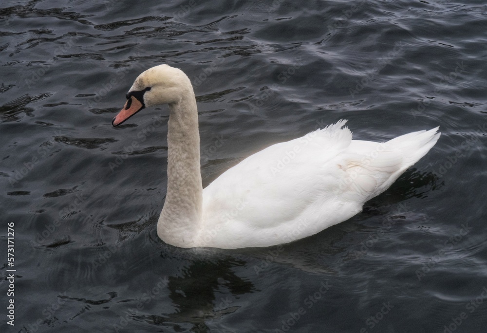 Naklejka premium swan on the lake