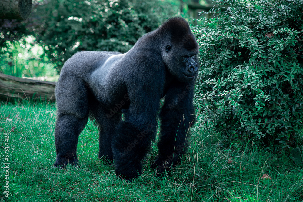 wielki czarny goryl wypoczywa - obrazy, fototapety, plakaty 