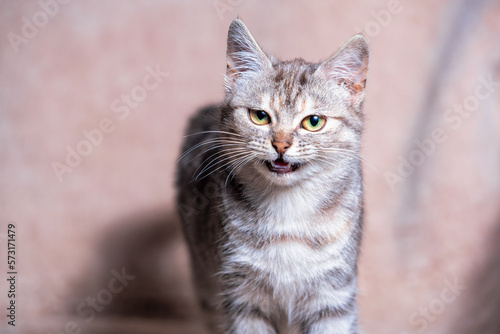 disgruntled tabby cat with a grin on the sofa covered with a light brown plaid made of artificial fur