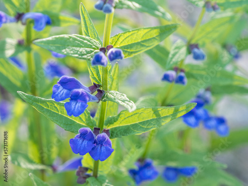 Blue Marsh skullcap flowers photo