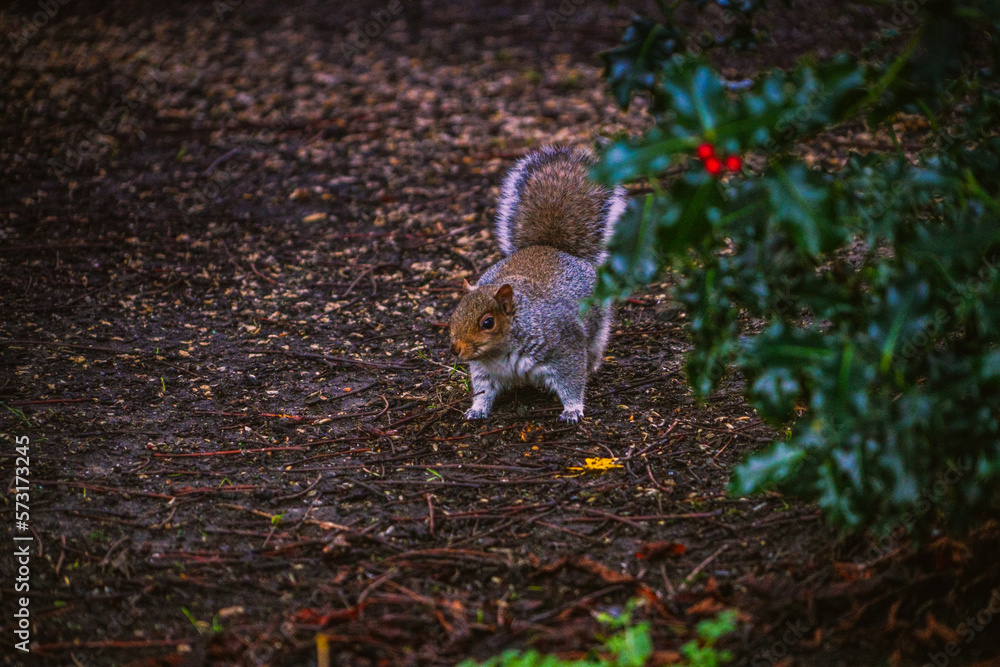 Fototapeta premium squirrel on the tree