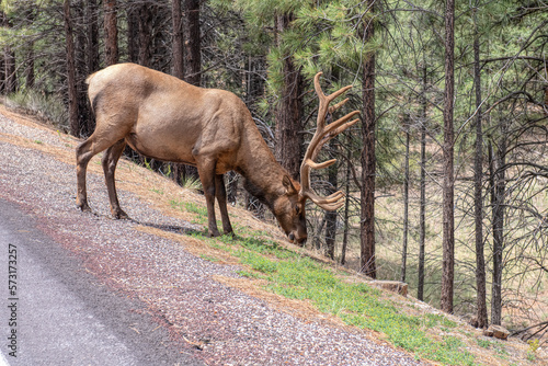 elk in grand canyon park