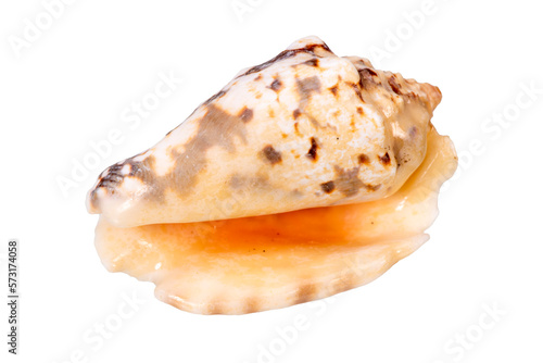 shell of a mussel in ocean