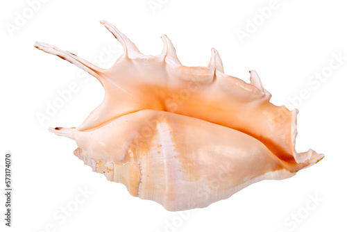 shell of a mussel in ocean