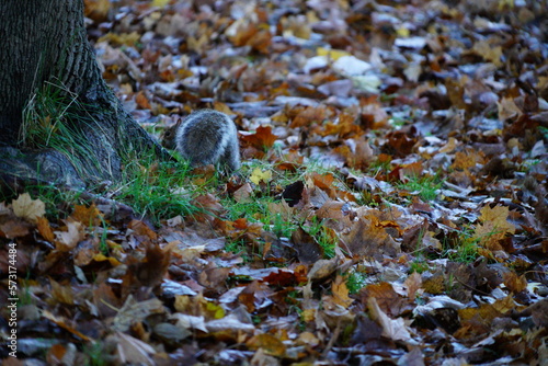squirrel in the park