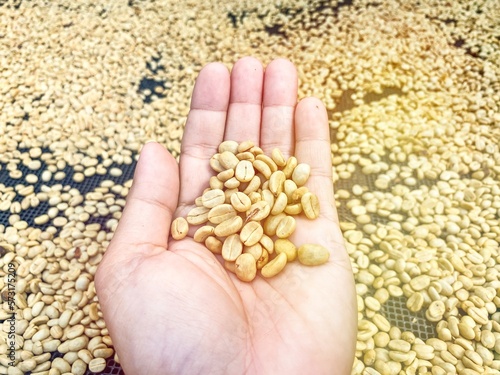 Hand holding a coffee bean.