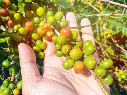 Hand holding a coffee bean.
