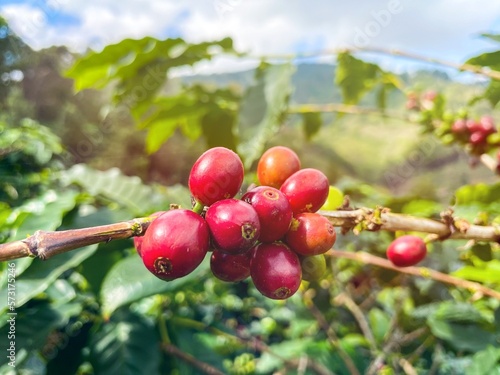Raw arabica coffee beans in coffee plantation