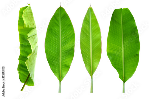 green banana leaves for food wrapping