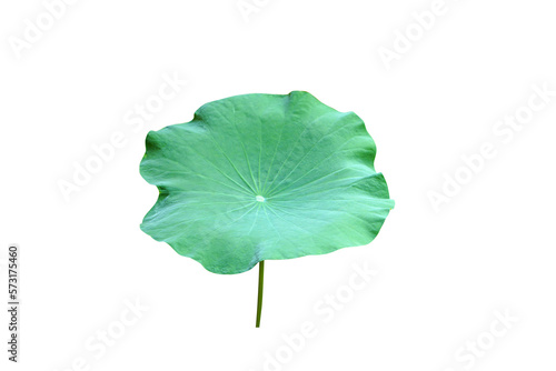Lotus leaves are used in Buddhist ceremonies.